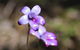Margaret River Coastal And Wildlife Eco Trip From Busselton Or Dunsborough - thumb 6
