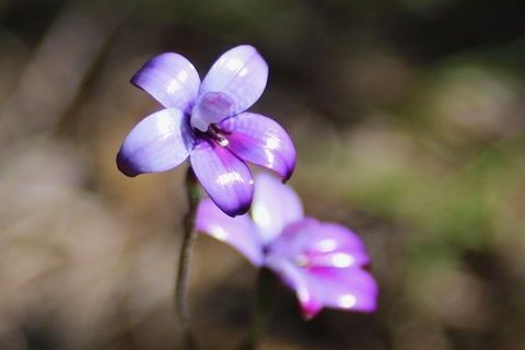 Margaret River Coastal And Wildlife Eco Trip From Busselton Or Dunsborough - Accommodation Redcliffe 6