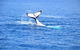 Margaret River Coastal And Wildlife Eco Trip From Busselton Or Dunsborough - thumb 11