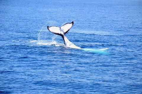 Margaret River Coastal And Wildlife Eco Trip From Busselton Or Dunsborough - Accommodation Redcliffe 11