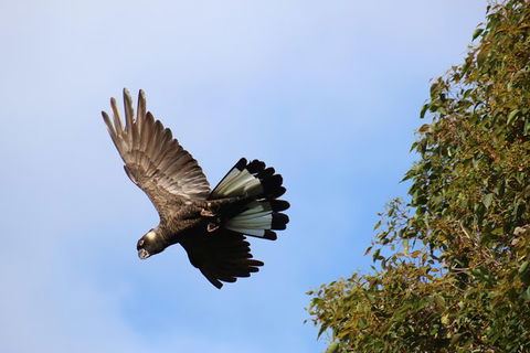 Margaret River Coastal And Wildlife Eco Trip From Busselton Or Dunsborough - Accommodation Redcliffe 3