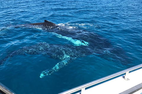 Busselton Whale Watching - Accommodation Redcliffe 0