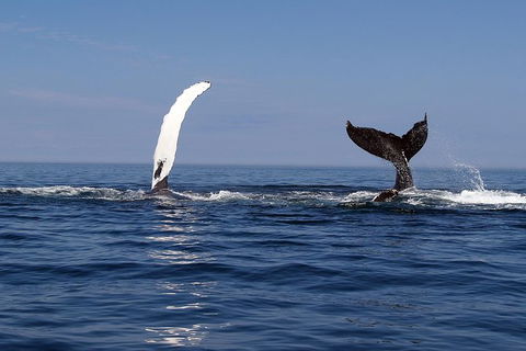 Busselton Whale Watching - Accommodation Redcliffe 1