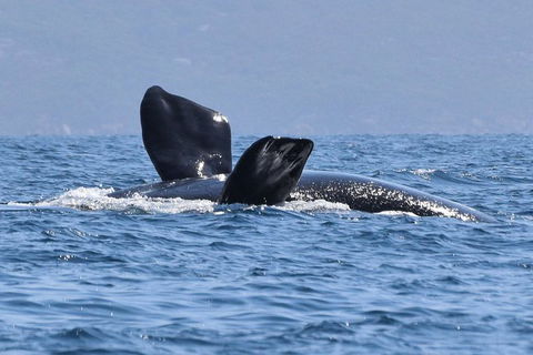 3 Hour Winter Whale Safari (May - Oct) Around King George Sound - Accommodation Redcliffe 0