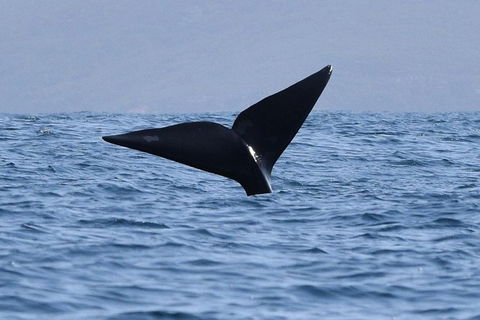 3 Hour Winter Whale Safari (May - Oct) Around King George Sound - Accommodation Redcliffe 1
