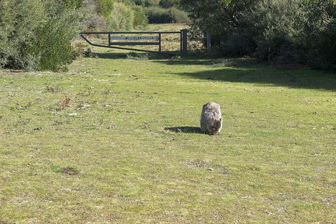 Wilsons Promontory Walking And Sightseeing Tour From Phillip Island - Accommodation Redcliffe 9