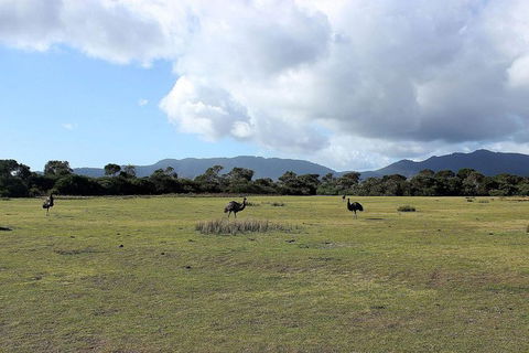 Wilsons Promontory Walking And Sightseeing Tour From Phillip Island - Accommodation Redcliffe 8