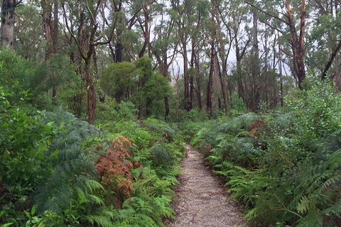 Wilsons Promontory Walking And Sightseeing Tour From Phillip Island - Accommodation Redcliffe 6
