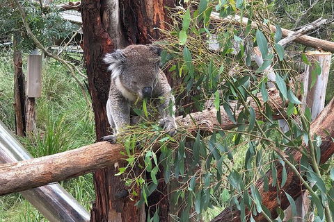 Day Tour Of Phillip Island, The Surrounding Region And Wine Tasting - Accommodation Redcliffe 10