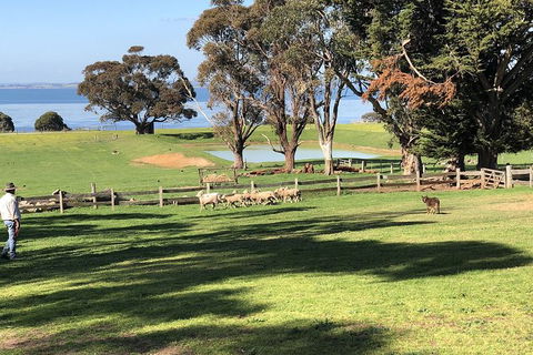 Day Tour Of Phillip Island, The Surrounding Region And Wine Tasting - Accommodation Redcliffe 13
