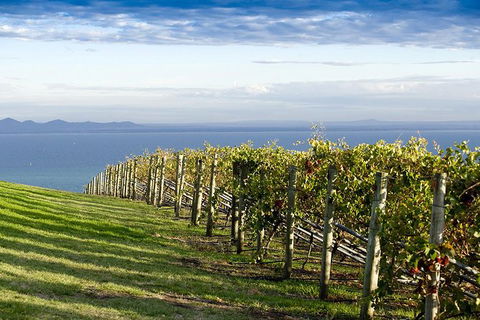 Around The Bay Food And Wine Taste Trail - Accommodation Redcliffe 5