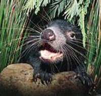Hobart Shore Excursion Half Day Bonorong Wildlife Park with Richmond Tour - Accommodation Redcliffe
