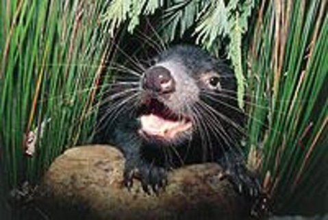 Hobart Shore Excursion: Half Day Bonorong Wildlife Park With Richmond Tour - Accommodation Redcliffe 0