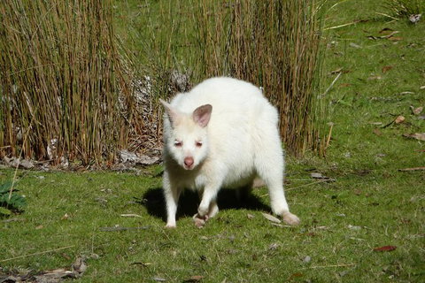 Small-Group Day Trip From Hobart To Bruny Island - Accommodation Redcliffe 7