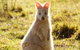 Small-Group Day Trip From Hobart To Bruny Island - thumb 2