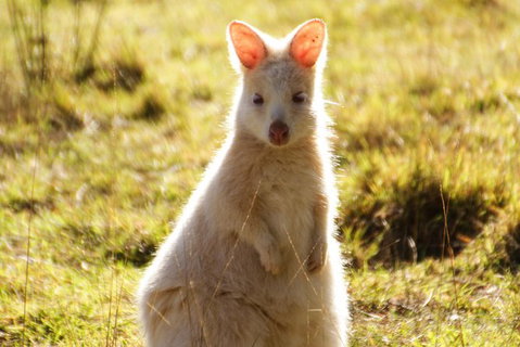 Small-Group Day Trip From Hobart To Bruny Island - Accommodation Redcliffe 2