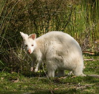 Bruny Island premium private photo-oriented day tour from Hobart - Accommodation Redcliffe