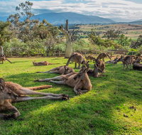Shore Excursion Hobart's Best In Half A Day - Accommodation Redcliffe