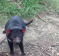 Private Bonorong Wildlife Sanctuary and Richmond 5 Hour Trip from Hobart - Accommodation Redcliffe