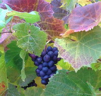 Wine at the weekend Tour from Hobart - Accommodation Redcliffe