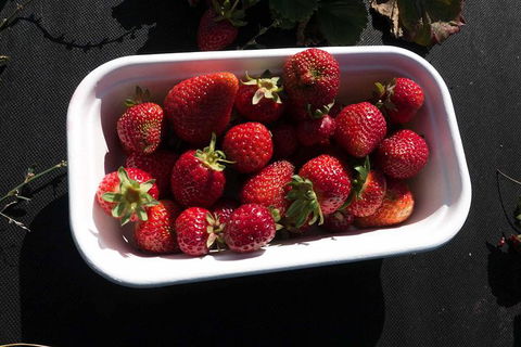 Agrarian Kitchen Eatery And Derwent Valley Gourmet Food Tour - Accommodation Redcliffe 8