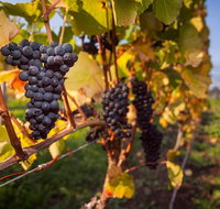 Half Day Tamar Valley Wine Tour - Accommodation Redcliffe