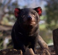 Mt. Field National Park and Bonorong Wildlife Park - Accommodation Redcliffe