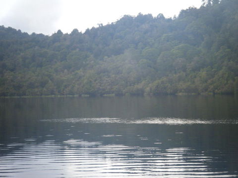 Gordon River Cruise Departing From Strahan - Accommodation Redcliffe 23