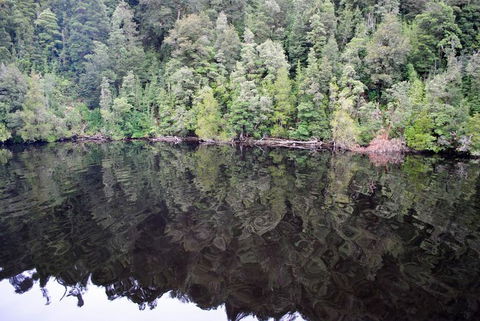 Gordon River Cruise Departing From Strahan - Accommodation Redcliffe 24
