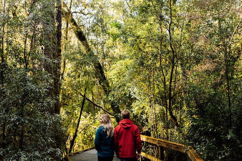 Gordon River Cruise Departing From Strahan - Accommodation Redcliffe 31