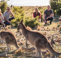 8-Day Tasman Wildlife and Wilderness Encounter Including Accommodation - Accommodation Redcliffe