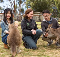 Bonorong Wildlife Park and Richmond Afternoon Tour from Hobart - Accommodation Redcliffe