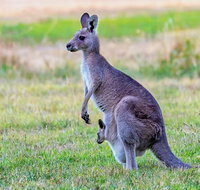 Bonorong Wildlife Park Richmond Village Hobart Highlights - Accommodation Redcliffe
