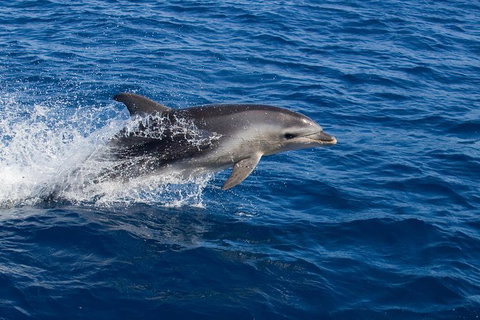 Wineglass Bay Cruise From Coles Bay - Accommodation Redcliffe 3