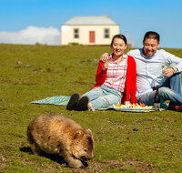 Wineglass Bay And Maria Island Wildlife Scenic Flight From Hobart - Accommodation Redcliffe
