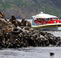 3-Hour Bruny Island Cruise from Adventure Bay - Accommodation Redcliffe