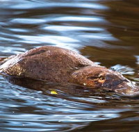 Wild-Platypus 2 hour wildlife tour - Accommodation Redcliffe
