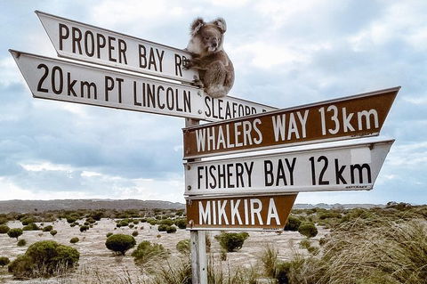 Private Port Lincoln Day Tour: Tasting Eyre - Accommodation Redcliffe 0