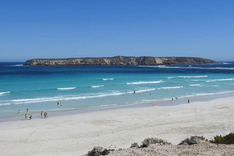 Coffin Bay Day Tour - A Taste Of Coffin Bay - Accommodation Redcliffe 12