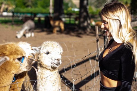 O\'Reilly\'s & Lamington National Park Incl. Alpaca Farm + Vineyard - Accommodation Redcliffe 7