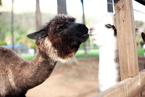 O\'Reilly\'s & Lamington National Park Incl. Alpaca Farm + Vineyard - Accommodation Redcliffe 5