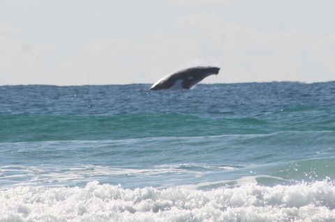10-Day Surf Adventure From Brisbane To Sydney Including Coffs Harbour, Byron Bay And Gold Coast - Accommodation Redcliffe 6