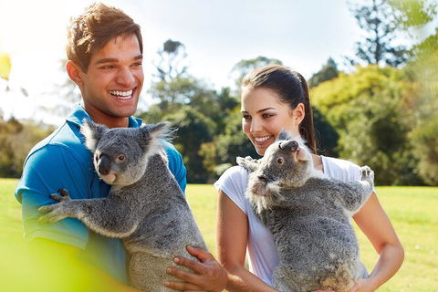 Brisbane Highlights And Lone Pine Cruise From Gold Coast - Accommodation Redcliffe 2