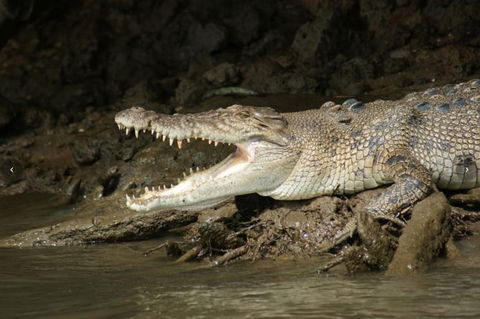 Daintree River Cruise - Accommodation Redcliffe 1