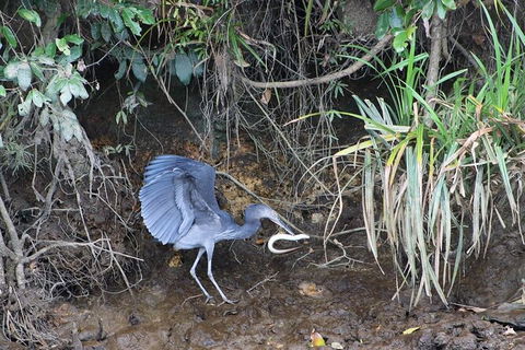 Daintree River Cruise - Accommodation Redcliffe 4