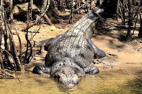 Daintree River Cruise - Accommodation Redcliffe 9
