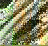 Rainforest  Waterfalls Extravaganza - Accommodation Redcliffe