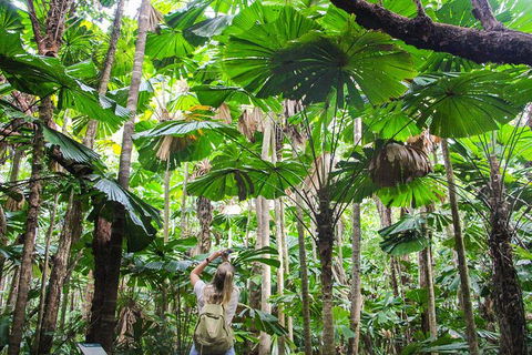 Cape Tribulation, Daintree Rainforest And Wildlife Tour - Accommodation Redcliffe 0