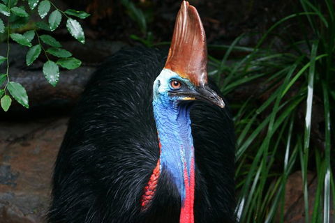 Cape Tribulation, Daintree Rainforest And Wildlife Tour - Accommodation Redcliffe 1