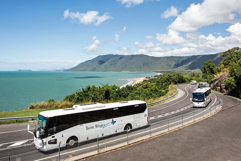 Cape Tribulation, Daintree Rainforest And Wildlife Tour - Accommodation Redcliffe 3